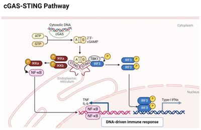 cGAS-STING pathway in pathogenesis and treatment of osteoarthritis and rheumatoid arthritis